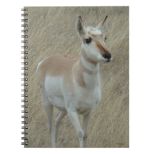 A17 Young Pronghorn Antelope Notitieboek (Voorkant)