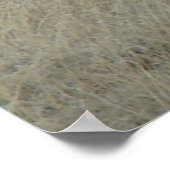 A17 Young Pronghorn Antelope Poster (Hoek)