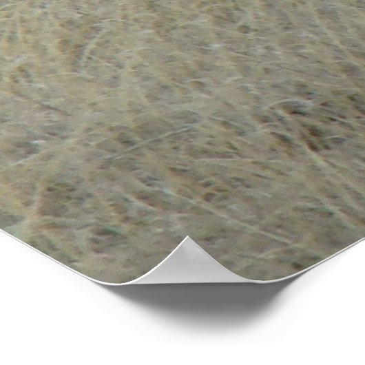 A17 Young Pronghorn Antelope Poster (Hoek)