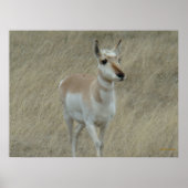 A17 Young Pronghorn Antelope Poster (Voorkant)