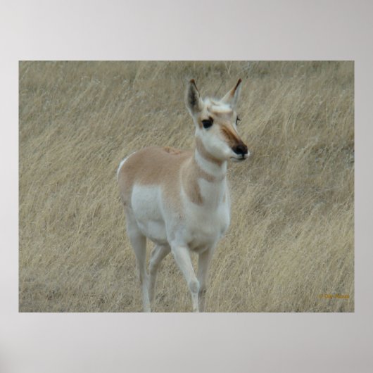 A17 Young Pronghorn Antelope Poster (Voorkant)