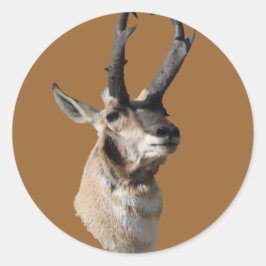 A18 Pronghorn Antelope Buck Head Shot Ronde Sticker