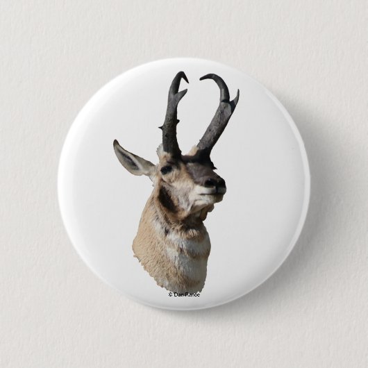 A18 Pronghorn Antelope Head Ronde Button 5,7 Cm (Voorkant)