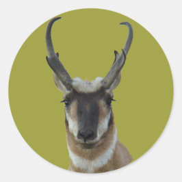 A19 Pronghorn Antelope Dark Face Buck Head Ronde Sticker