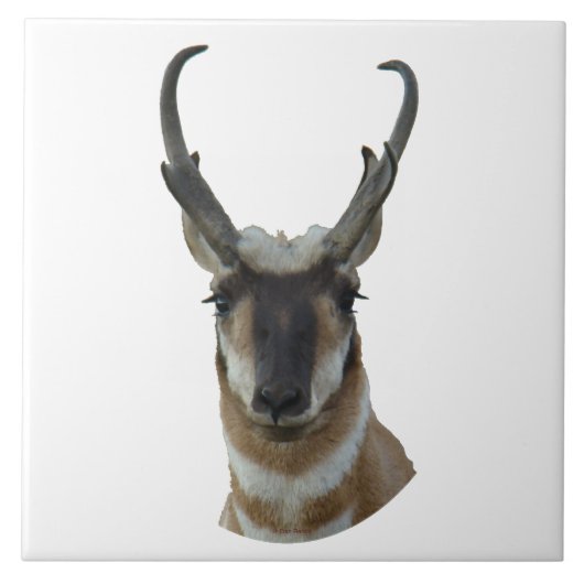 A19 Pronghorn Antelope Head Shot Tegeltje (Voorkant)
