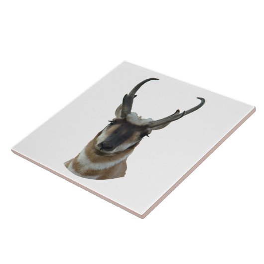 A19 Pronghorn Antelope Head Shot Tegeltje (Zijkant)