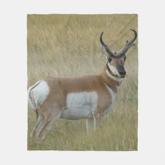 A1 Gaffelantilope Grote Bok Fleece Deken (Voorkant)