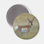 A1 Gaffelantilope Magneet (Voorkant / Achterkant)