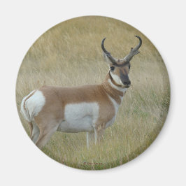 A1 Gaffelantilope Magneet