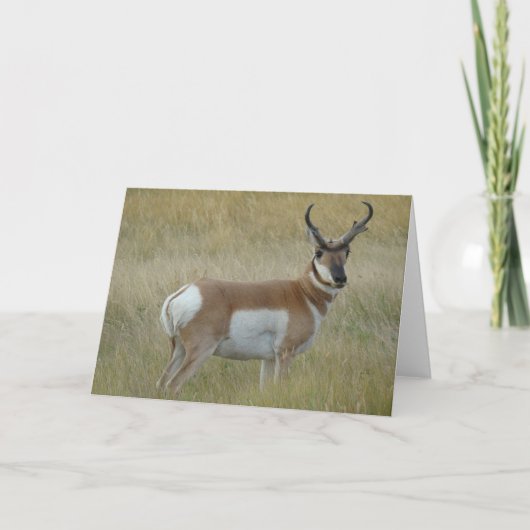 A1 Gaffelbok Ram Kaart (Voorkant)