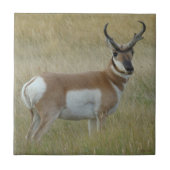 A1 Pronghorn Antelope Big Buck Tegeltje (Voorkant)