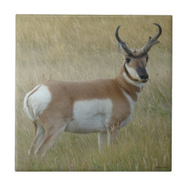 A1 Pronghorn Antelope Big Buck Tegeltje