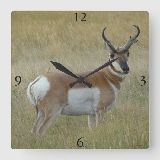 A1 Pronghorn Antelope Big Buck Vierkante Klok (Voorkant)