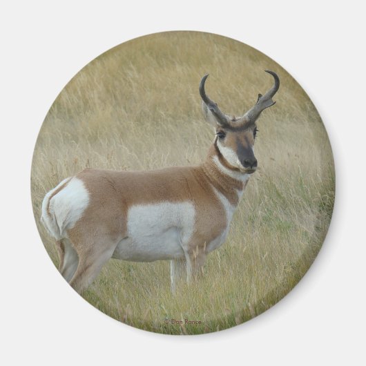 A1 Pronghorn Antelope Magneet (Voorkant)