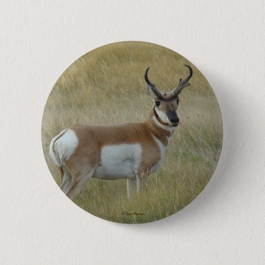 A1 Pronghorn Antelope Ronde Button 5,7 Cm (Voorkant)