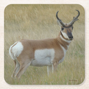 A1 Pronghorn Antilope Grote Bok Kartonnen Onderzetters