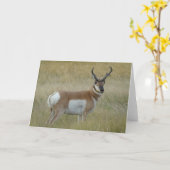 A1 Pronghorn de Bok van de Antilope Kaart (Gele Bloem)