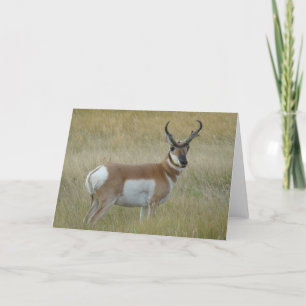 A1 Pronghorn de Bok van de Antilope Kaart