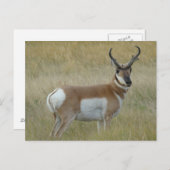 A1 Pronghorn de Grote Bok van de Antilope Briefkaart (Voorkant / Achterkant)