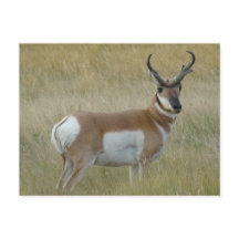 A1 Pronghorn de Grote Bok van de Antilope