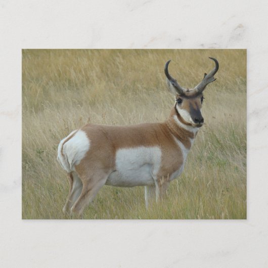 A1 Pronghorn de Grote Bok van de Antilope Briefkaart (Voorkant)
