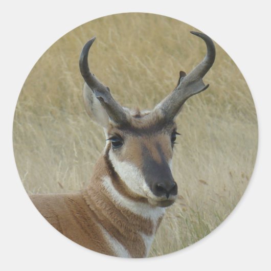 A21 Gaffelbok Hertenbok Kopschot Ronde Sticker (Voorkant)