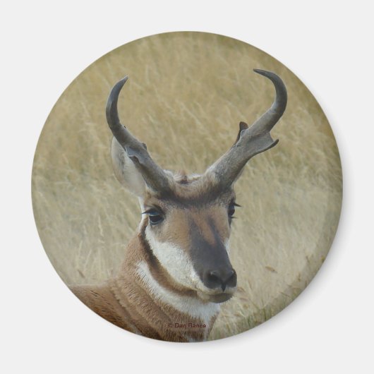 A21 Pronghorn Antelope Buck Head Shot Magneet (Voorkant)