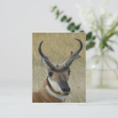 A21 Pronghorn Antelope Head Shot Briefkaart (Staand voorkant)