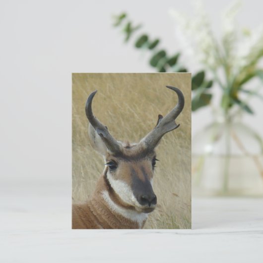 A21 Pronghorn Antelope Head Shot Briefkaart (Staand voorkant)