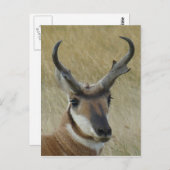 A21 Pronghorn Antelope Head Shot Briefkaart (Voorkant / Achterkant)