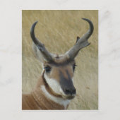 A21 Pronghorn Antelope Head Shot Briefkaart (Voorkant)