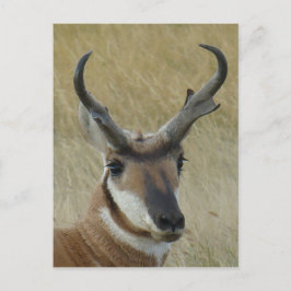 A21 Pronghorn Antelope Head Shot Briefkaart