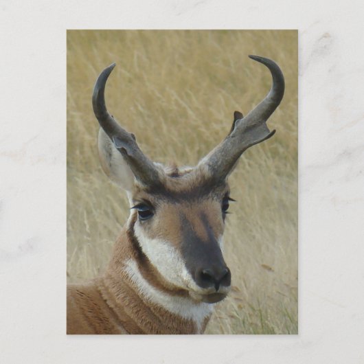 A21 Pronghorn Antelope Head Shot Briefkaart (Voorkant)