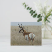A22 Gaffelantilope Grote Bok Briefkaart (Staand voorkant)