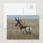 A22 Gaffelantilope Grote Bok Briefkaart (Voorkant / Achterkant)