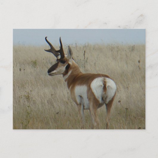A22 Gaffelantilope Grote Bok Briefkaart (Voorkant)