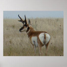 A22 Gaffelantilope Grote Bok Poster