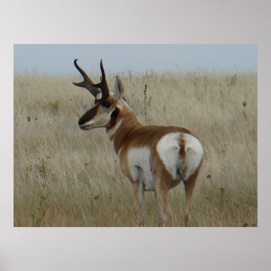 A22 Gaffelantilope Grote Bok Poster (Voorkant)