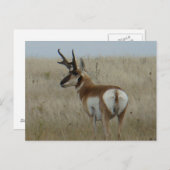 A22 Pronghorn Antelope Big Buck Briefkaart (Voorkant / Achterkant)