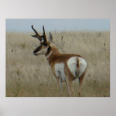 A22 Pronghorn Antelope Big Buck Poster (Voorkant)