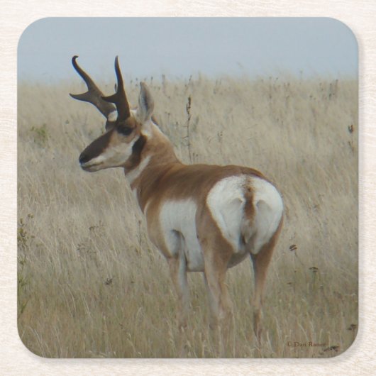 A22 Pronghorn Antelope Buck Kartonnen Onderzetters (Voorkant)