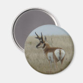 A22 Pronghorn Antelope Buck Magneet (Voorkant / Achterkant)