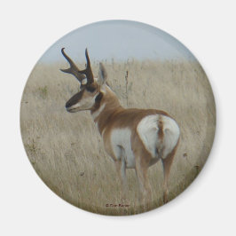 A22 Pronghorn Antelope Buck Magneet