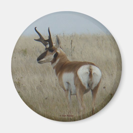 A22 Pronghorn Antelope Buck Magneet (Voorkant)