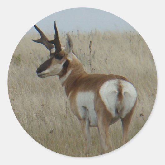 A22 Pronghorn Antelope Buck Ronde Sticker (Voorkant)