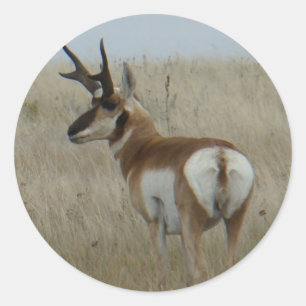 A22 Pronghorn Antelope Buck Ronde Sticker