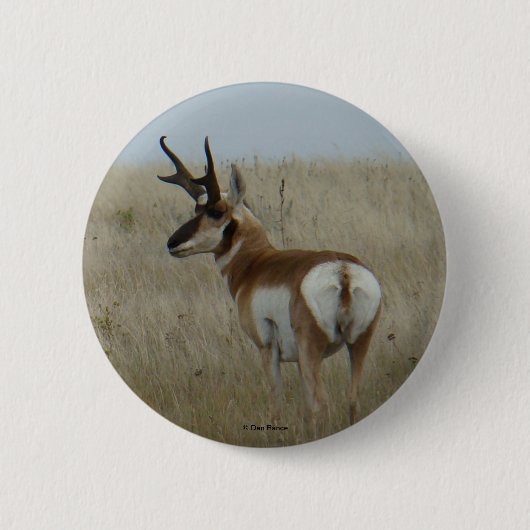 A22 Pronghorn Antelope Ronde Button 5,7 Cm (Voorkant)
