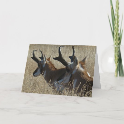 A23 Gaffelantilope Jonge Bokken Kopschot Kaart (Voorkant)