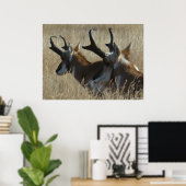 A23 Gaffelantilope Jonge Bokken Kopschot Poster (Thuiskantoor)