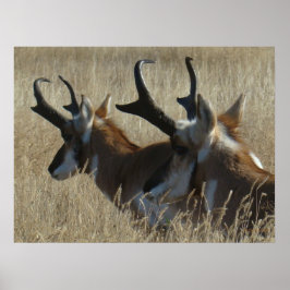 A23 Gaffelantilope Jonge Bokken Kopschot Poster